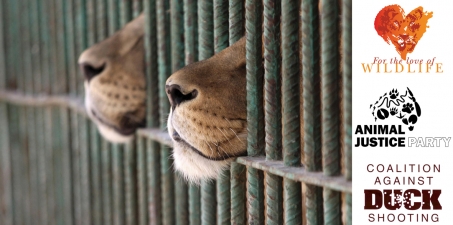 The Australian Senate: Keep the ban on lion trophies and body parts.