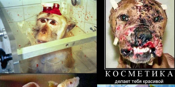 Премьер-министру Украины  А.Яценюку, Верховный Совет Украины: Запретить научно-экспериментальные опыты и исследования на животных.