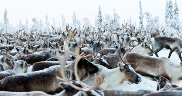 The Swedish government: We call on you to stop the Genocide on your Indigenous Sami People!