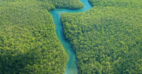 Présidente du Brésil: Interdiction de construire en forêt amazionnienne une centrale 