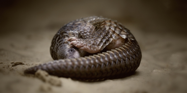 Ban The Pangolin Trade