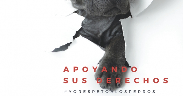 Guatemala: Respetemos los derechos de los Perros Callejeros