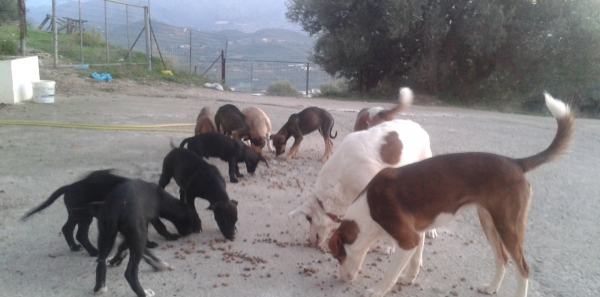 Mayor of Chania,Crete,Greece,Tasos VAMVOUKAS!: Set up public vet for all stray animals in CHANIA