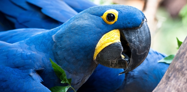 Congreso Nacional de Brasil: ¡No quite la protección con la que cuentan las especies en peligro!