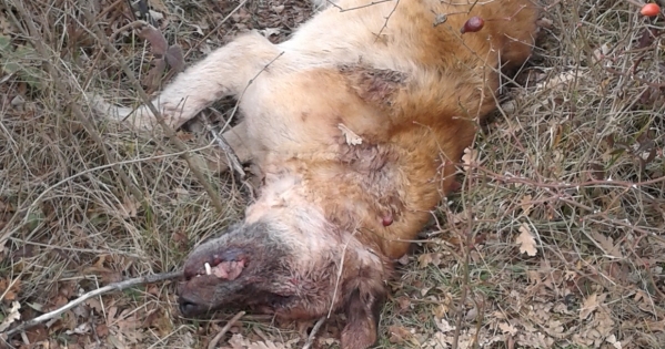 Kosovo Police: Find criminals who brutally killed dogs in Gracanica shelter 