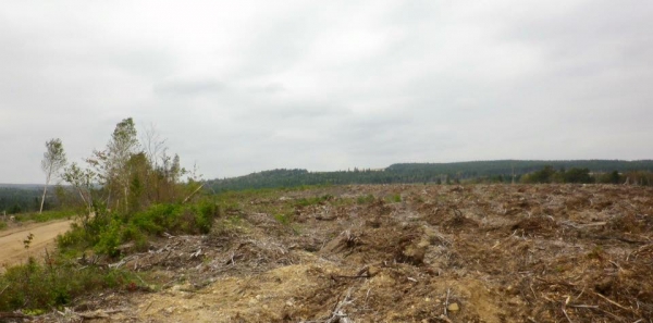 Gouvernement du Nouveau Brunswick: Sauver ce qui reste de notre forêt Acadienne!