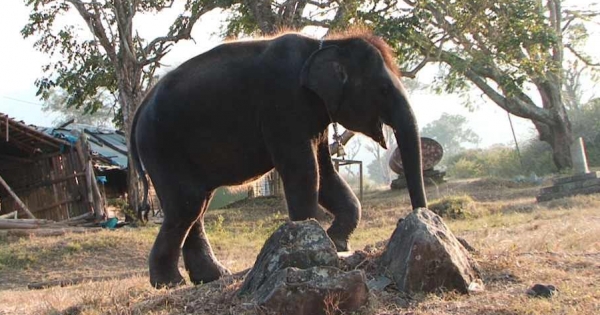 Dr. J. Jayalalitha, Hon. Chief Minister of Tamil Nadu: Don't tear apart Masini, the baby elephant!