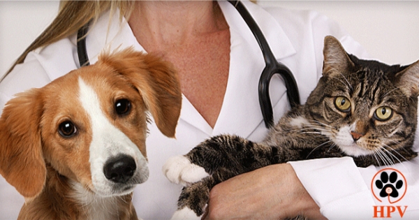 Criação do Primeiro Hospital Público Veterinário de Minas Gerais