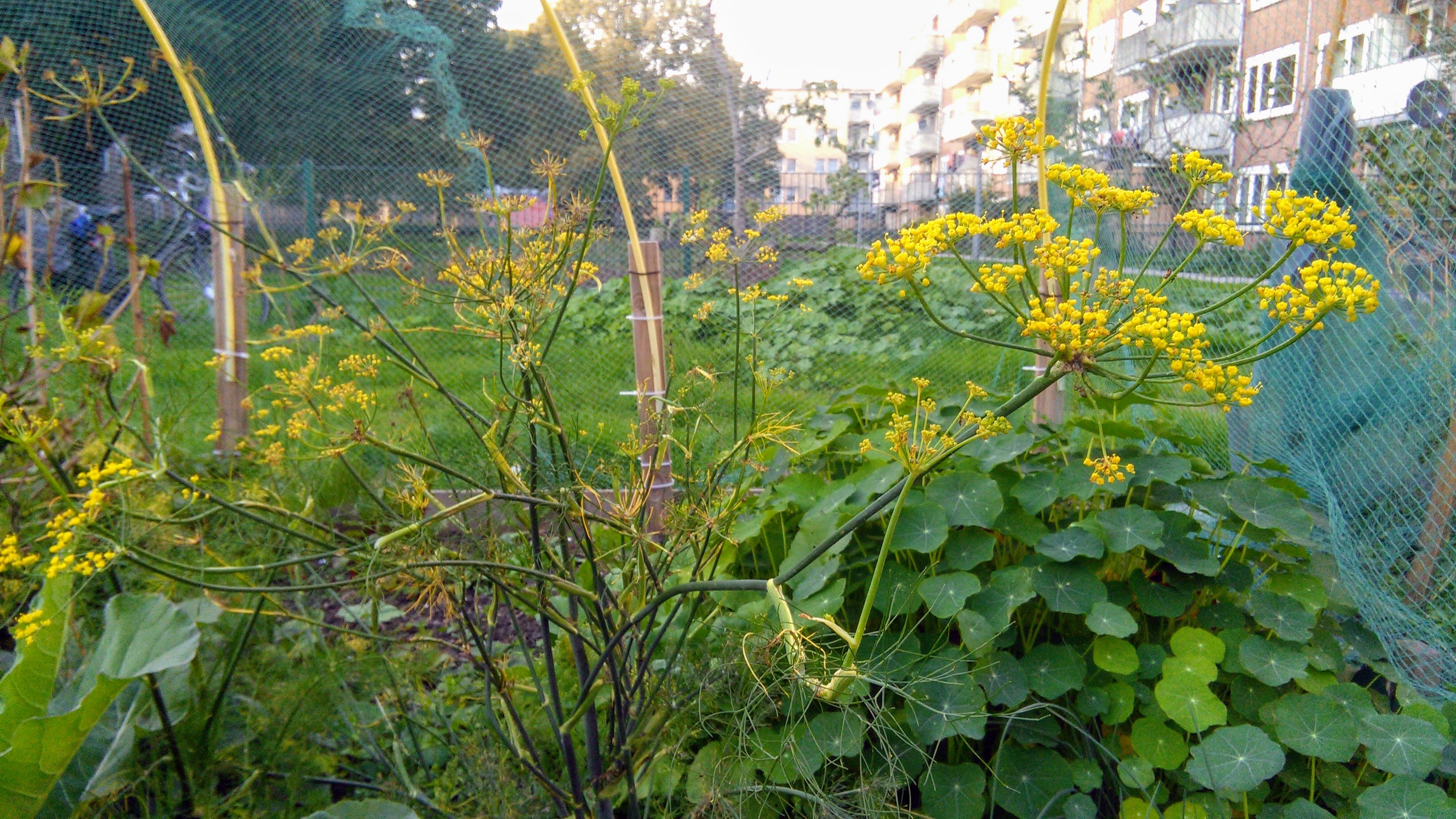 Lokale politici | Local authorities: Gun mij een moestuin in 't park | Grant me a kitchen garden in the park