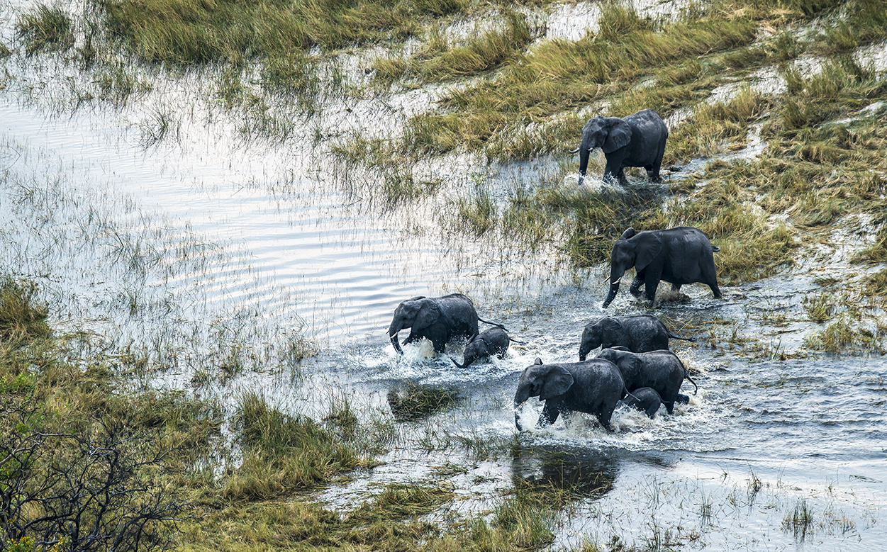 Oppose Botswana's suggested 'Blood Laws' of elephant culls and trophy hunts