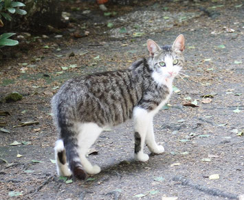 "REWE in Hardegsen will, dass Katzen hungrig bleiben"