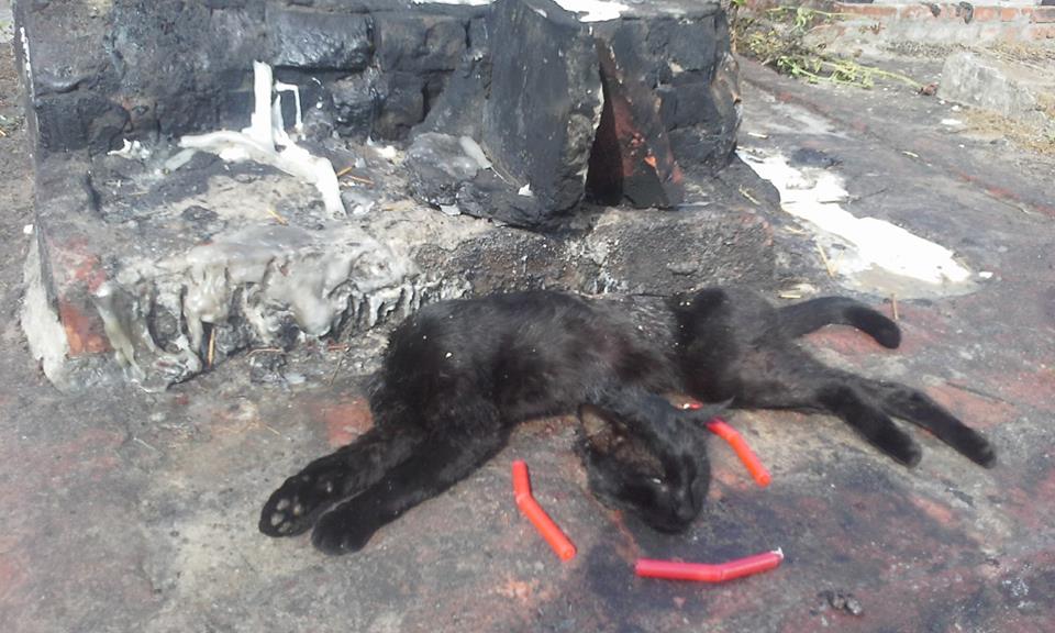 Contra a  legalização de sacrifícios animais em rituais religiosos